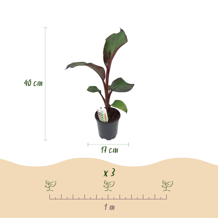 Pack of 6 Ensete ventricosum 'Maurelli' plants in 17cm pots, 40cm tall - view 3