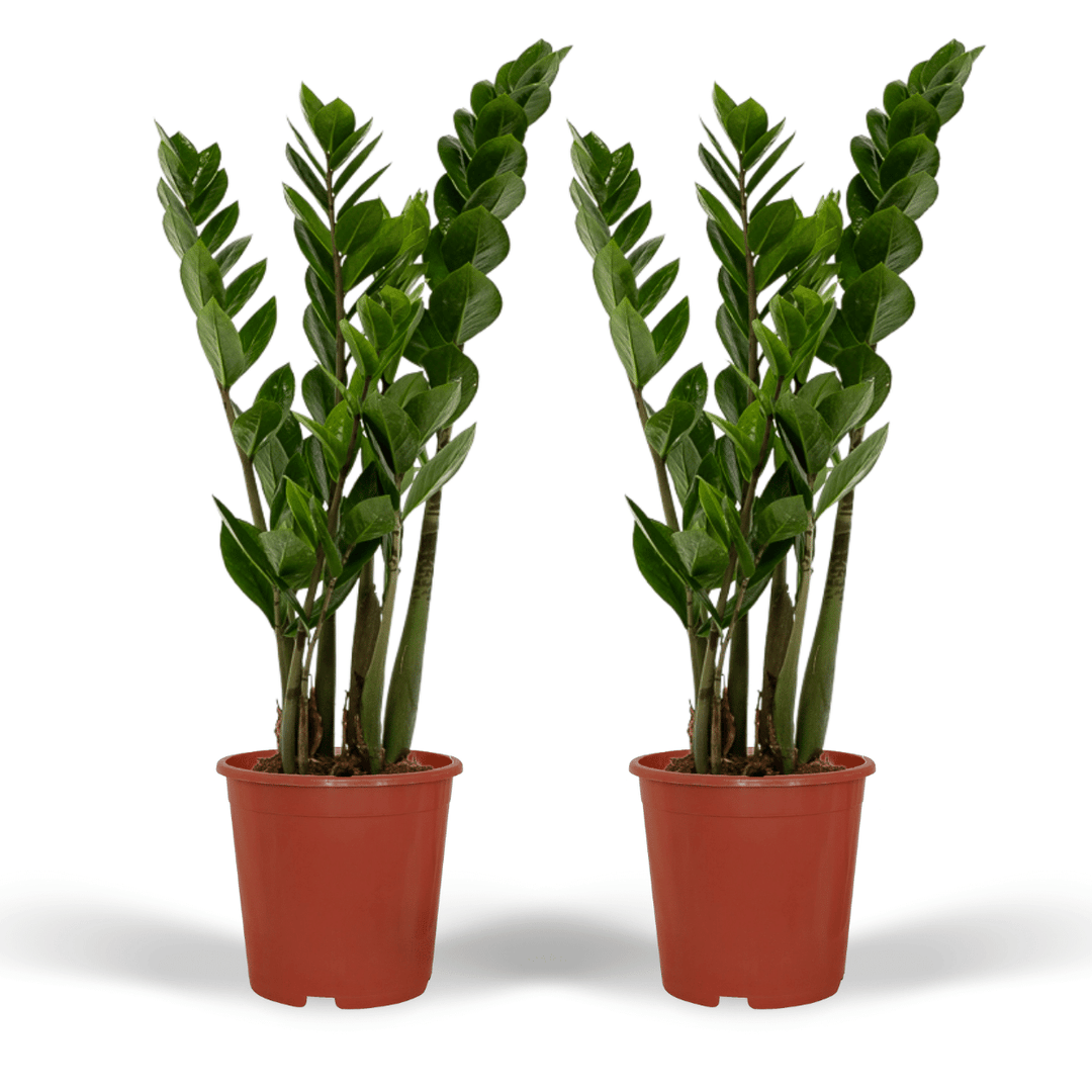 2x Zamioculcas Zamiifolia - Emerald palm - - ø14 — ZZ Plant