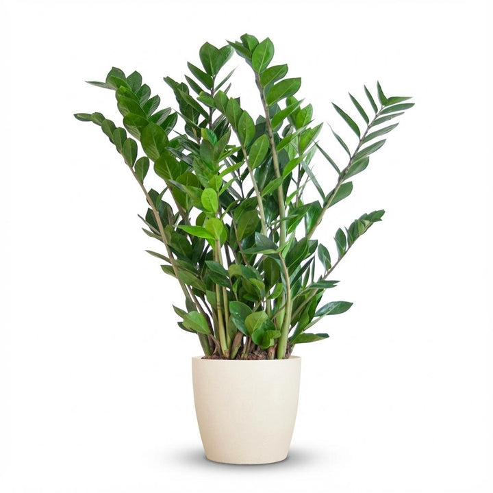 Bushy ZZ plant Zamioculcas with glossy dark green leaflets in a matte white decorative pot