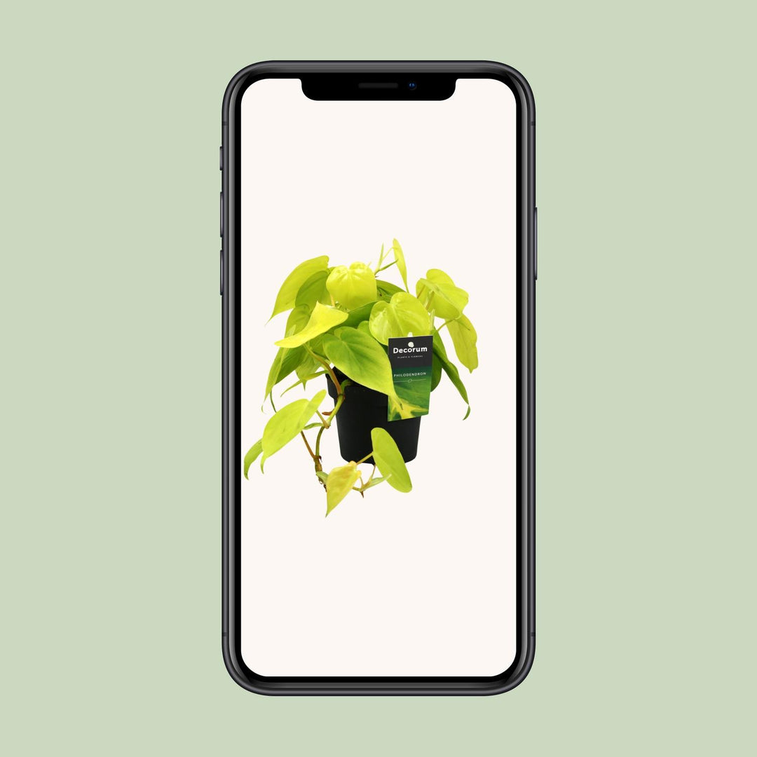 Philodendron Plant 12cm Pot - Easy Care Houseplant 20cm Height