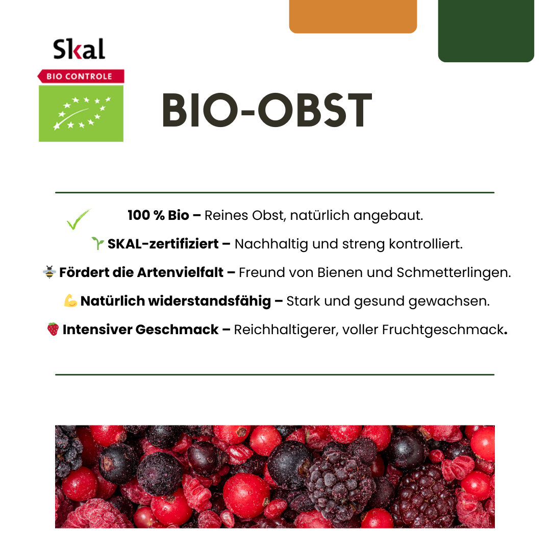 Organic Redcurrant Bush x 6 (Ribes rubrum) | 20-25cm Plant in 13cm Pot