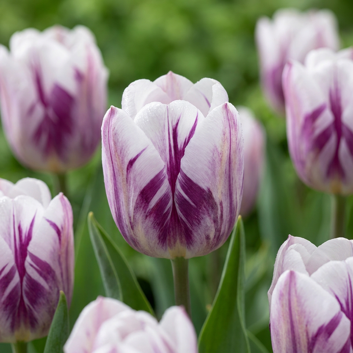 120x Tulipa Flaming Flag - Tulipe Flaming Flag - Blanc et Violet - Floraison printanière - Calibre 11/12