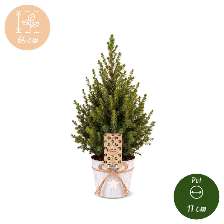 Pack of 4 potted dwarf spruce Christmas trees, 65cm in 17cm pots with a zinc pot - view 5