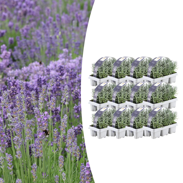 Lavandula Angustifolia: 72 True Lavender Plants – Fragrant, Versatile & Bee-Friendly – Buy Now!