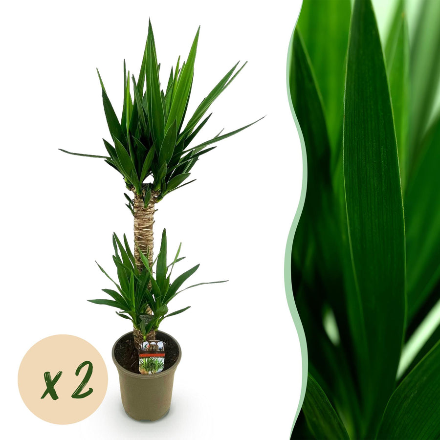Yucca (Yucca elephantipes)