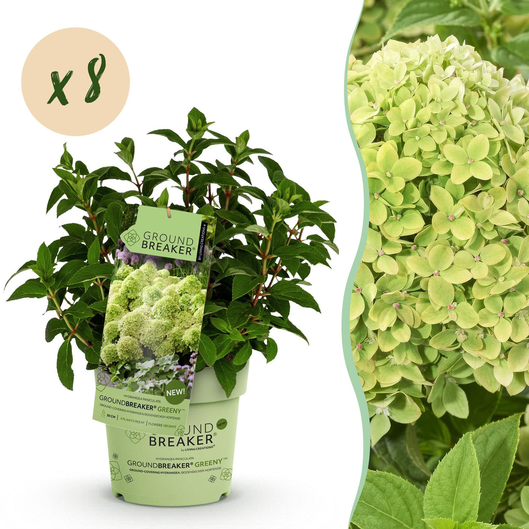 48 Hydrangea paniculata Groundbreaker Greeny plants in 14cm pots