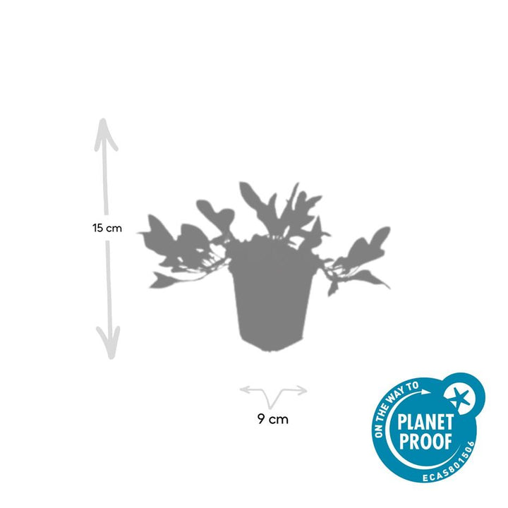 40x Persicaria 'Darjeeling Red' 9cm Pots - Red Foliage Perennial