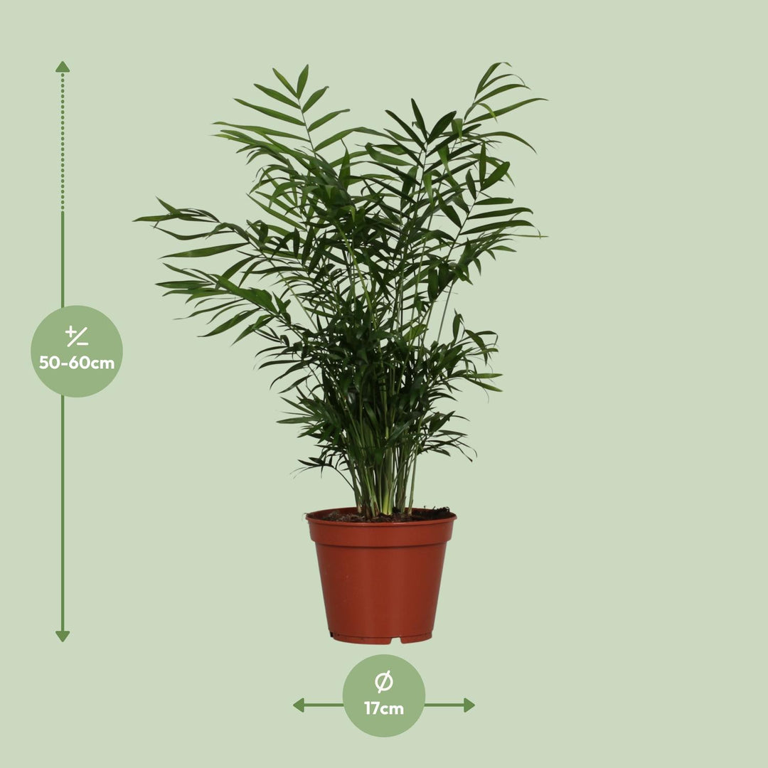 Parlor Palm Plant - Chamaedorea Elegans Indoor Air Purifying Palm