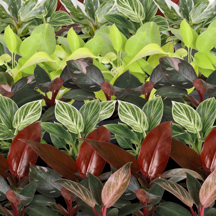 Baby Philodendron Family, pack of 6 houseplants in growing pots, image 4