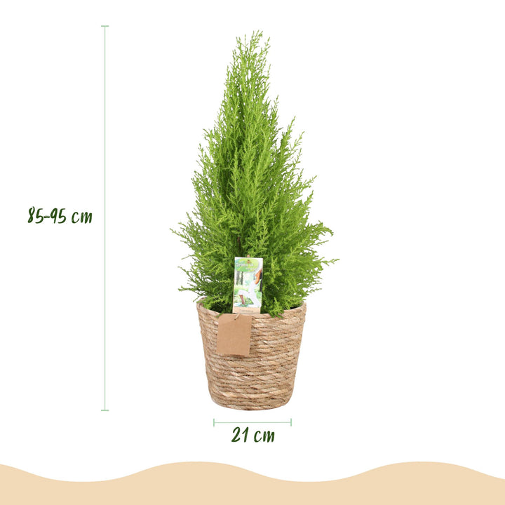 Cupressus 'Goldcrest Wilma' golden lemon-scented conifer, 21cm pot, 85-95cm, supplied with a basket - view 3