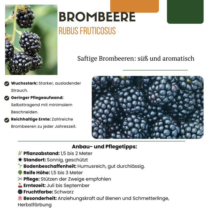 Organic Berry Fruit Plant Collection | Grow Your Own Fruit Starter Kit