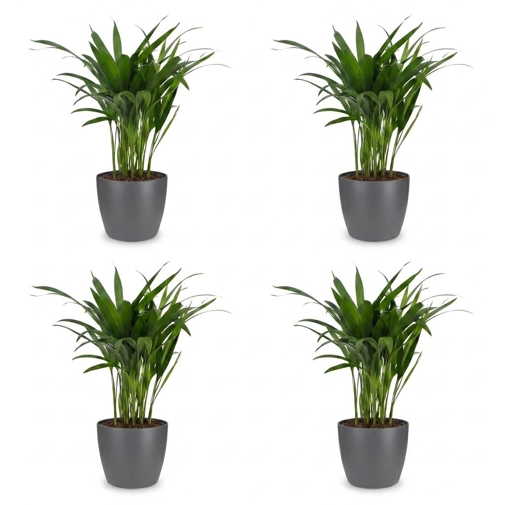 Areca Lutescens - Areca Palm - 4 Plants - with Potter Grijs - Pot 12cm - Height - 45cm