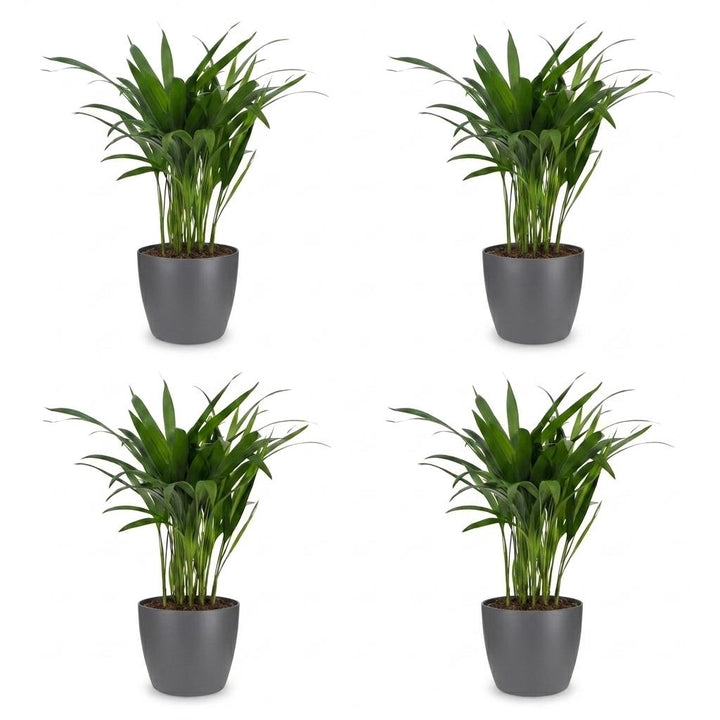 Areca Lutescens - Areca Palm - 4 Plants - with Potter Grijs - Pot 12cm - Height - 45cm