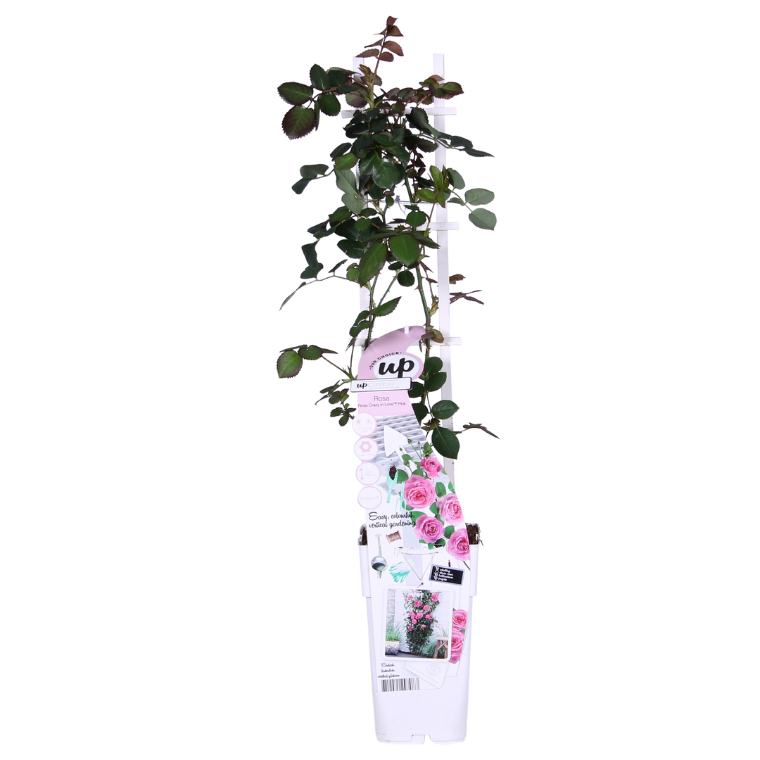 3x Rosa Crazy in Love Pink - Fragrant Pink Climbing Rose - Ø15cm - ↕65cm