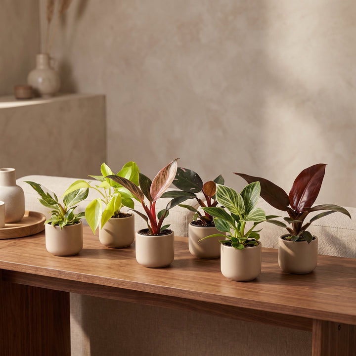 Baby Philodendron Family, pack of 6 tropical plants in 6cm pots, image 3