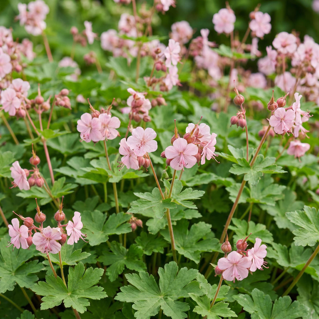 24x Geranium macrorrhizum Ingwersen's Variety cranesbill in 11cm pots - view 5