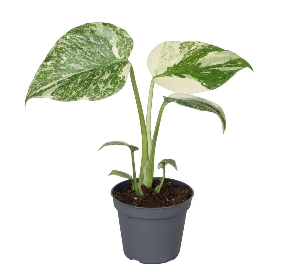Young Monstera Creme Brulee plant with cream-marbled leaves in a small grey nursery pot