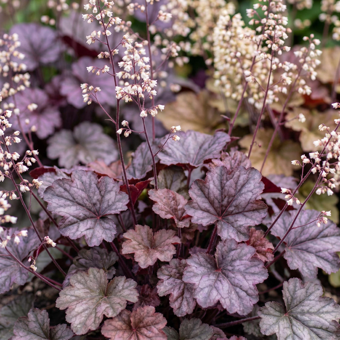 24x Heuchera micrantha Palace Purple coral bells in 11cm pots - view 5