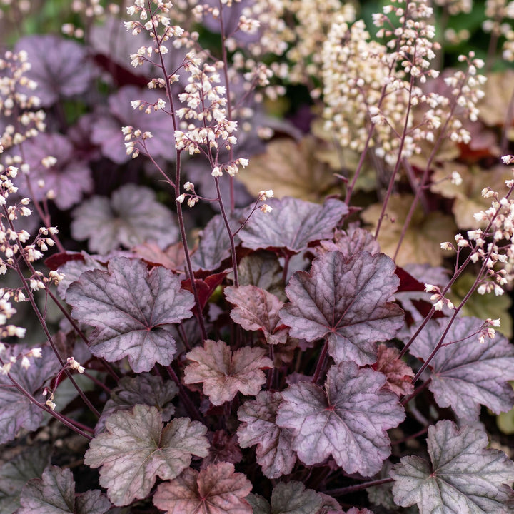 24x Heuchera micrantha Palace Purple coral bells in 11cm pots - view 5