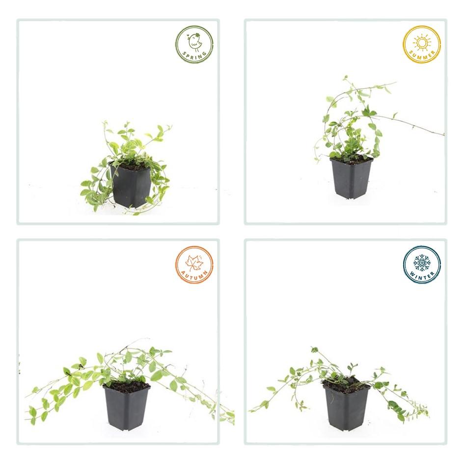 40x Vinca minor 'Aureovariegata' Variegated Periwinkle - 9cm Pots