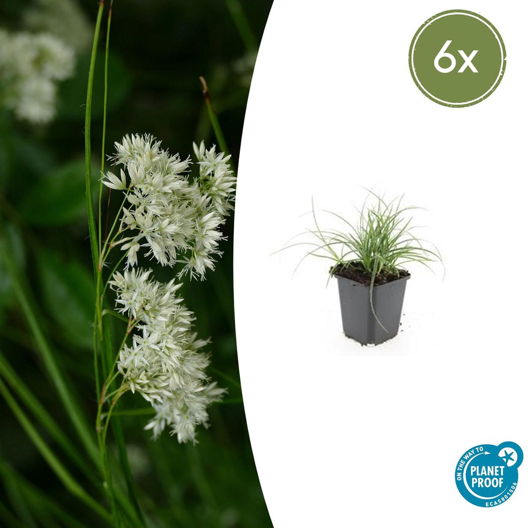 6x Luzula nivea - ↕10-25cm - Ø9cm