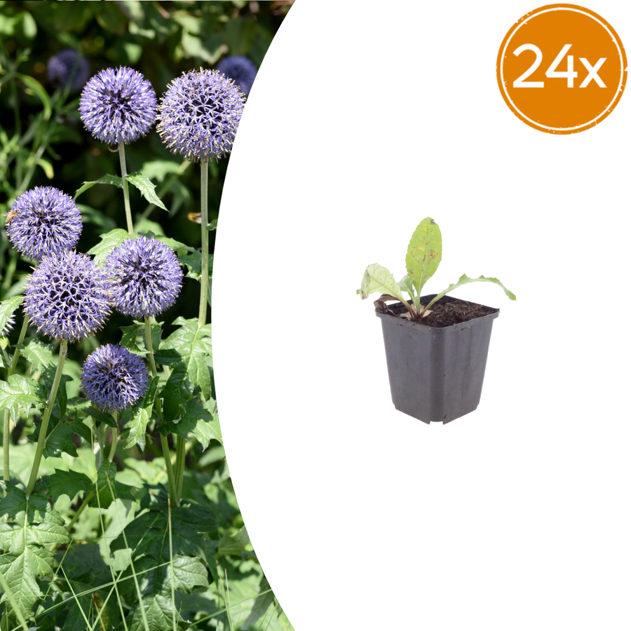 Pack of 24 Echinops ritro, 10-25cm, 9cm pot