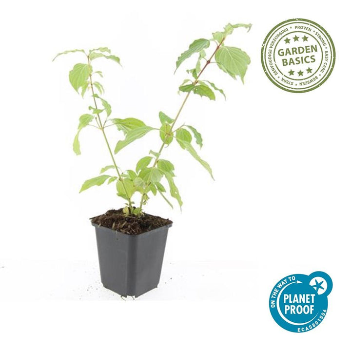 48x Orange-Stemmed Dogwood 10-25cm - Cornus 'Anny's Winter Orange'