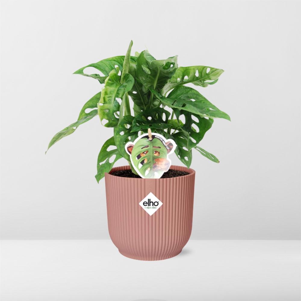 Monstera Monkey Leaf (Monstera adansonii) in a pink ELHO Vibes pot, view 6