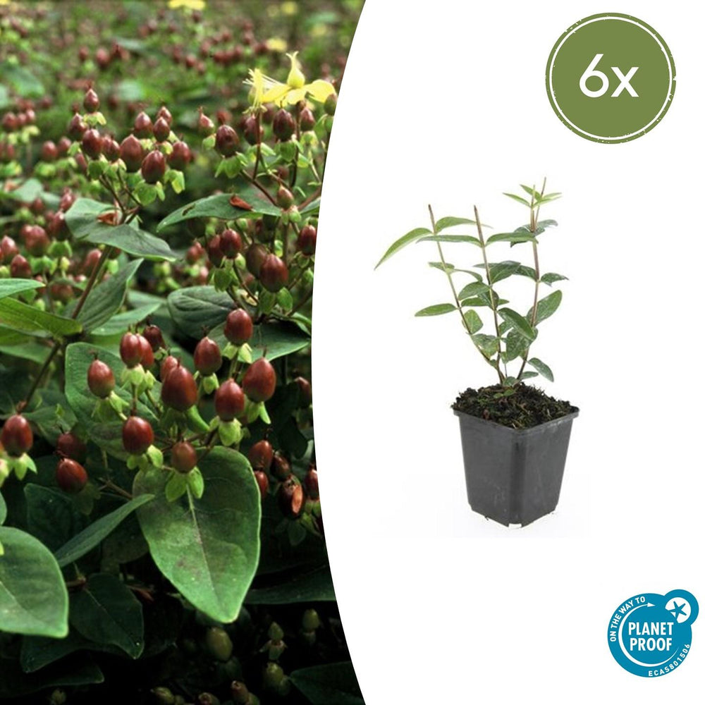 Healthy foliage and strong roots close-up of 6x Hypericum inodorum 'Rheingold' - ↕10-25cm - Ø9cm
