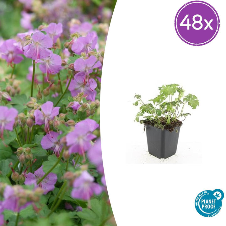 48x 'Cambridge' geranium plants in 9cm pots, featuring vibrant pink flowers and lush green foliage.