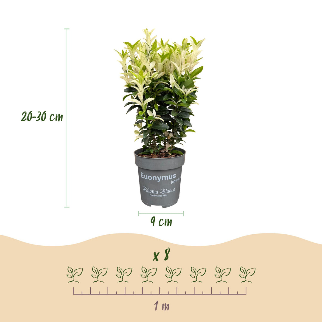 40x Euonymus japonica Paloma Blanca - Spindle - Hedge Plants - Evergreen - Green - White - Pot 9cm - Height 20-30cm