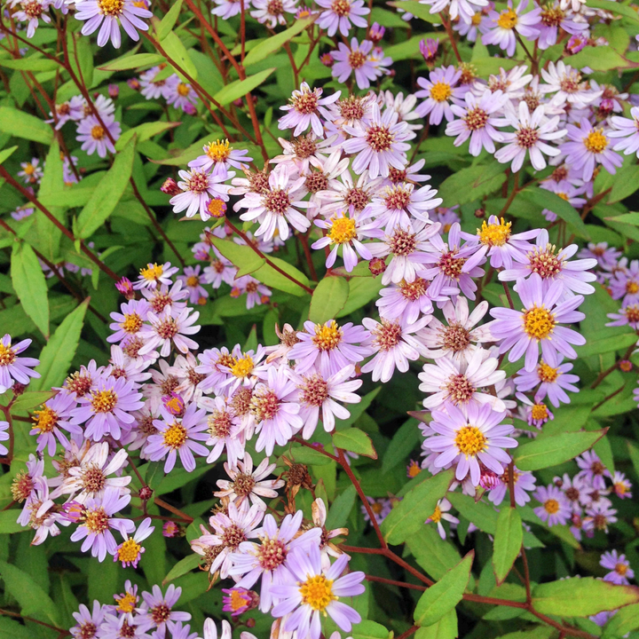 6x Kalimeris incisa 'Blue Star' - ↕10-25cm - Ø9cm