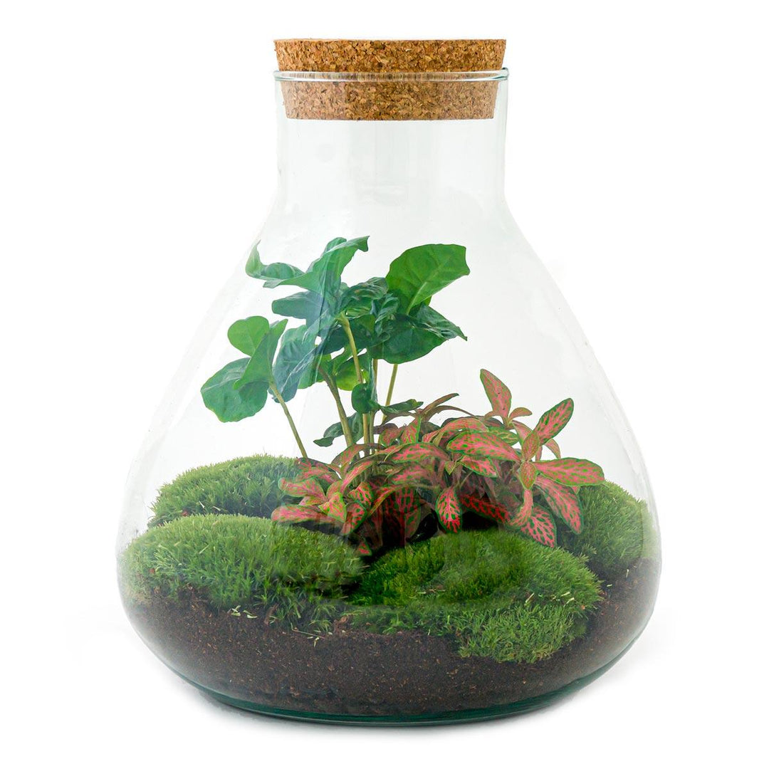 DIY terrarium - Sammie Coffea - ↕ 26 cm - Normal