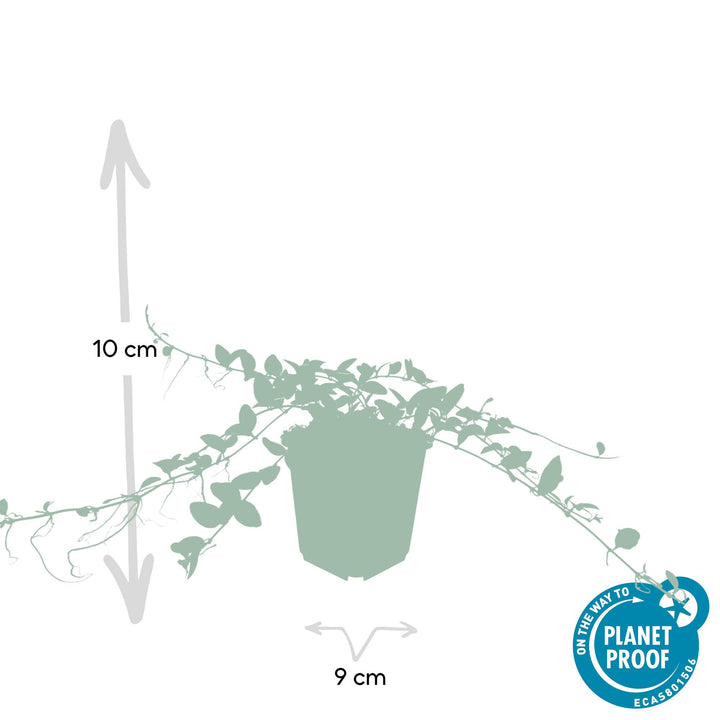 60x Vinca minor 'Alba' White Ground Cover - 10-25cm - Ø9cm