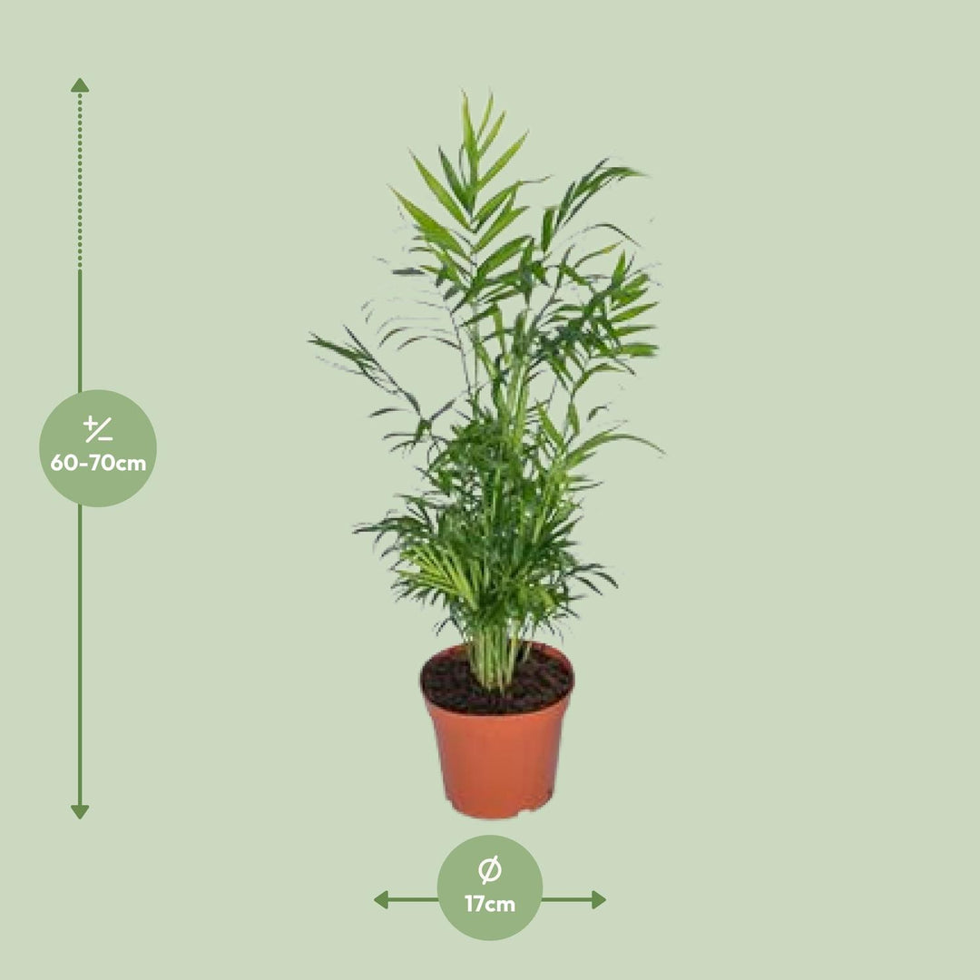 Chamaedorea Elegans Palm 17cm - Mexican Mountain Palm Indoor Plant