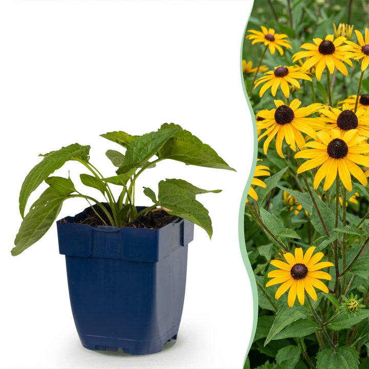 12 Rudbeckia 'Goldsturm' black-eyed susan plants in 11cm pots