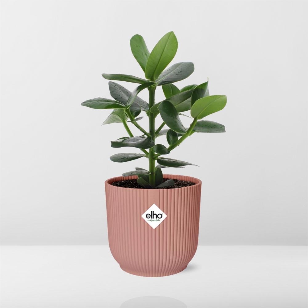 Clusia Princess (Clusia rosea 'Princess') in a pink ELHO Vibes pot, view 6