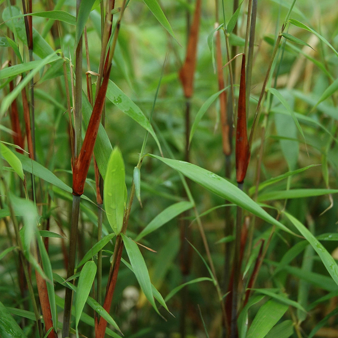18 Fargesia Asian Wonder clumping bamboo plants in 14cm pots - view 5