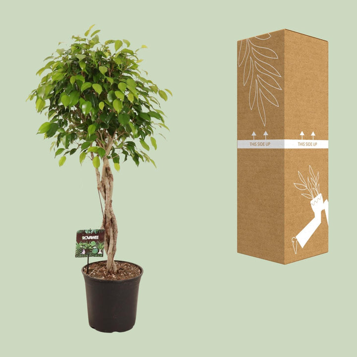 Ficus Benjamina Plant 120cm - Large Indoor Houseplant 27cm Pot