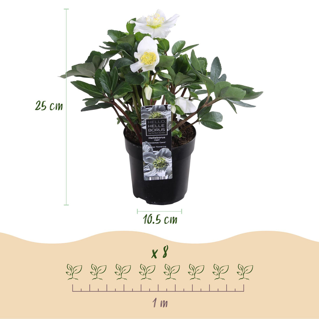 6x Helleborus niger 'Christmas Carol' Christmas Rose in 10.5cm pots - view 3