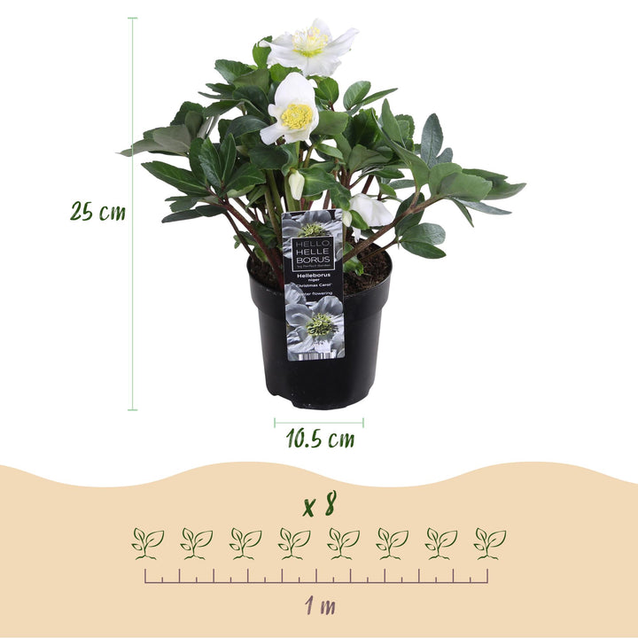 6x Helleborus niger 'Christmas Carol' Christmas Rose in 10.5cm pots - view 3