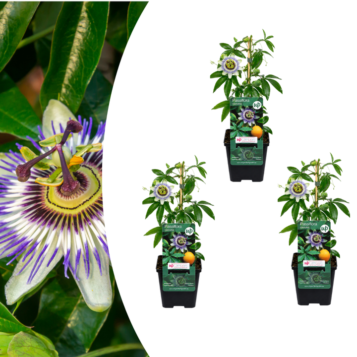 Pack of 3 Passiflora caerulea (Passion Flower), P9 Pot, Exotic Flowering Climbing Plant