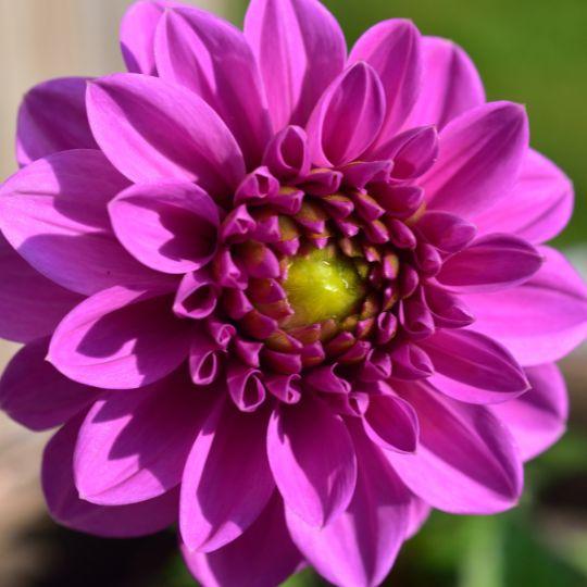 Flowerbulbs Amsterdam - Mix Gerard's Darlings, 12 Dahlia Natal & 12 Dahlia Blue Bell tubers for 4 m²