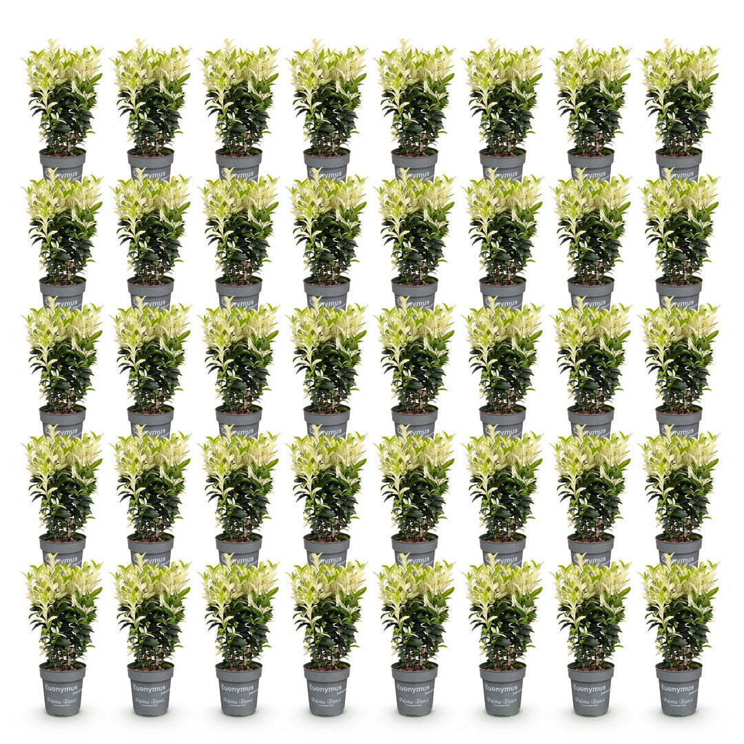 40x Euonymus japonica Paloma Blanca - Spindle - Hedge Plants - Evergreen - Green - White - Pot 9cm - Height 20-30cm