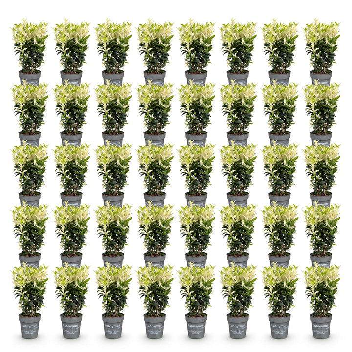 40x Euonymus japonica Paloma Blanca - Spindle - Hedge Plants - Evergreen - Green - White - Pot 9cm - Height 20-30cm