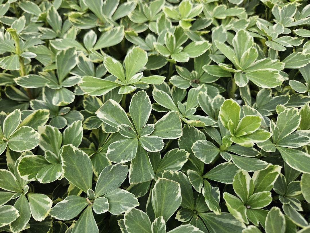 40x Variegated Pachysandra terminalis - Evergreen Ground Cover 10-25cm
