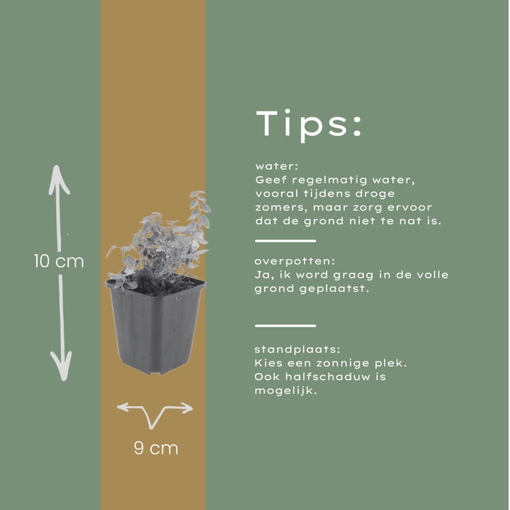 48x Nepeta faassenii - ↕10-25cm - Ø9cm
