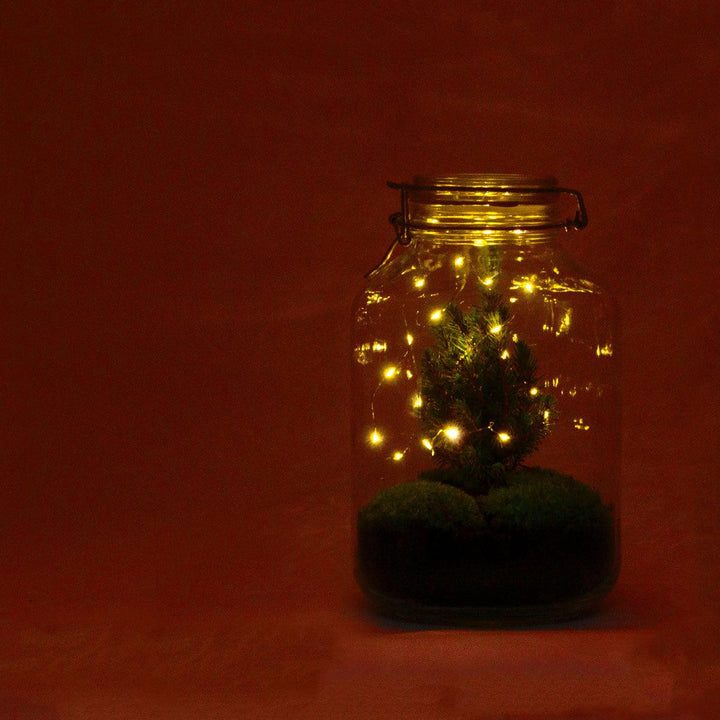 DIY Christmas terrarium kit, jar 18cm wide and 28cm tall, with mini conifer and moss - view 2