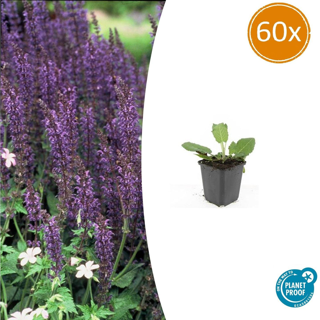 Salvia Nemorosa Mainacht - 60 Plants Blue Perennial Garden Flowers