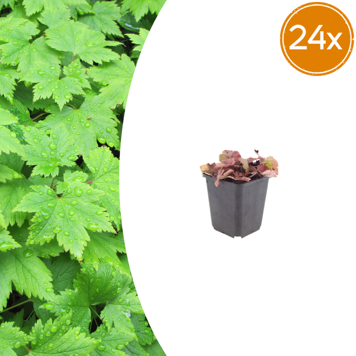 24x Tiarella cordifolia - ↕10-25cm - Ø9cm